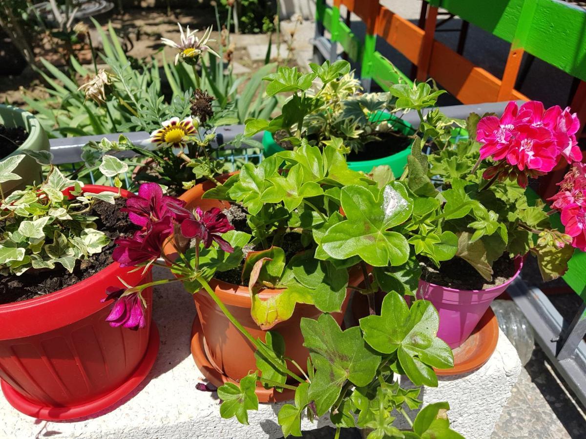 Hotel Casa Simona Două Mai Zewnętrze zdjęcie